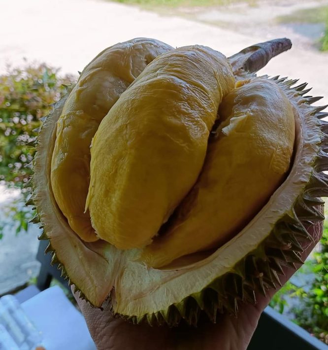 Penang Normal Musang King 800g